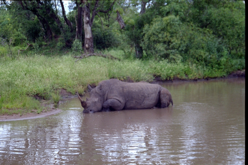 Swaziland Safari, Rhino