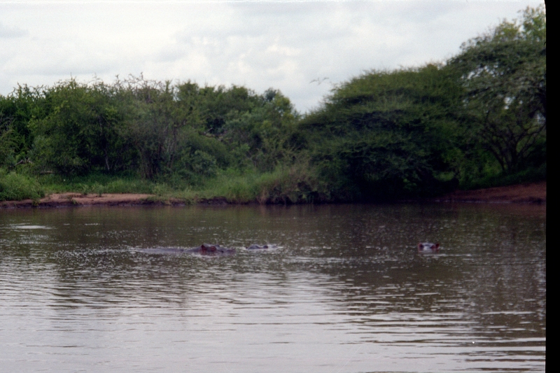 Swaziland Safari, Hippos