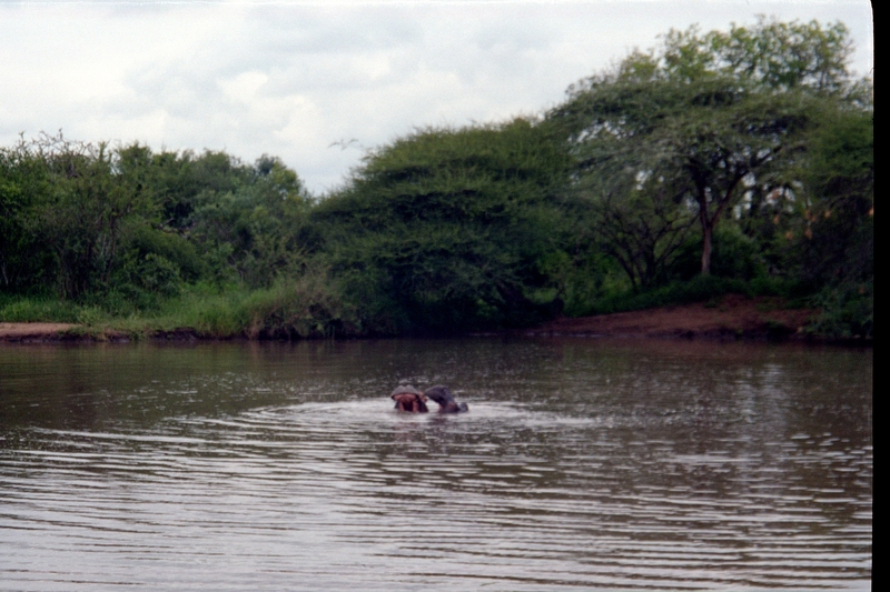 Swaziland Safari, Hippos