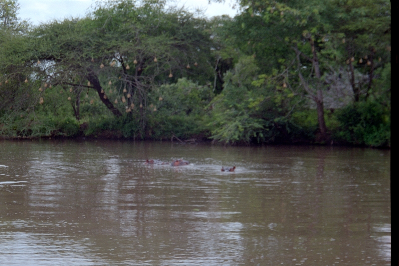 Swaziland Safari, Hippos