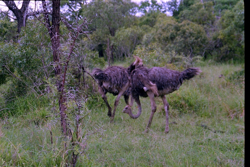 Swaziland Safari, Ostrich