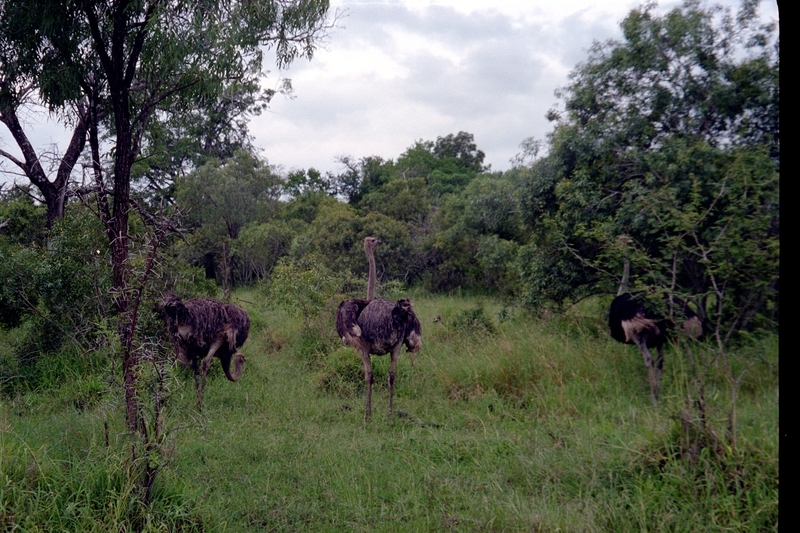 Swaziland Safari, Ostrich