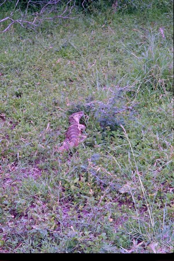 Swaziland Safari, Reptile