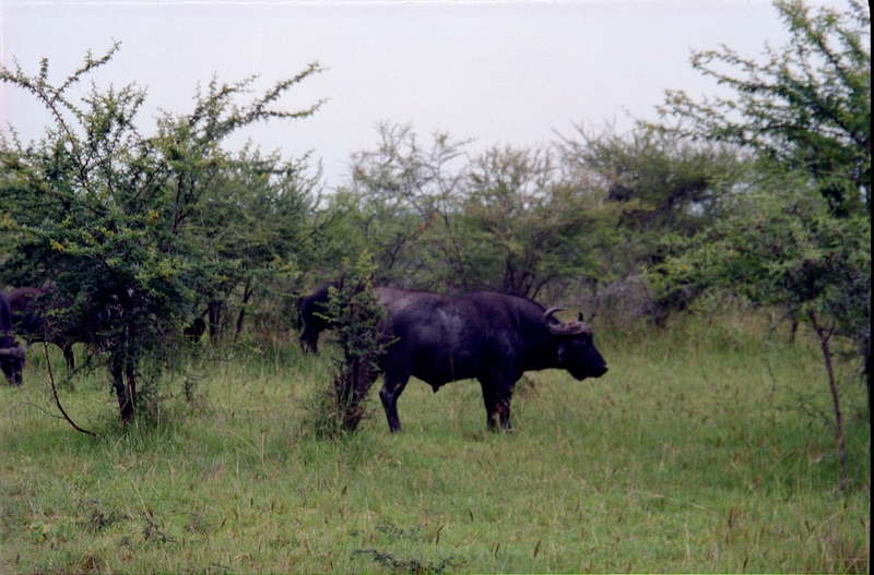 Swaziland Safari