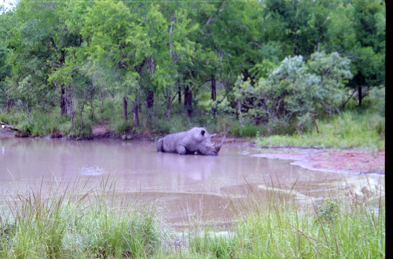 Swaziland Safari