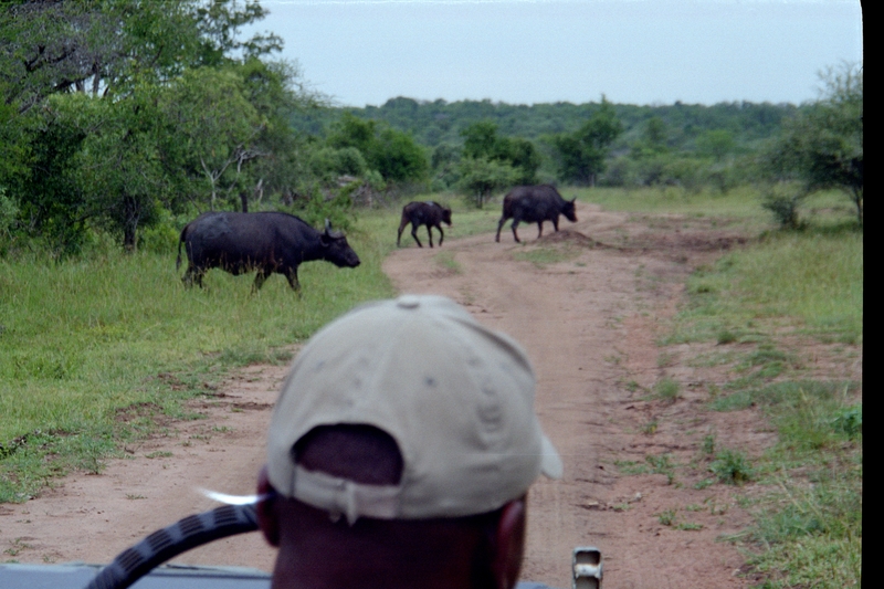 Swaziland Safari