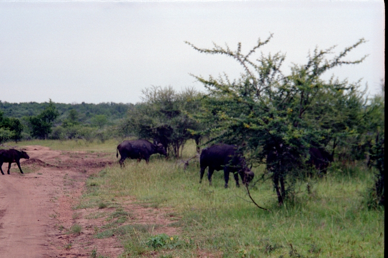 Swaziland Safari