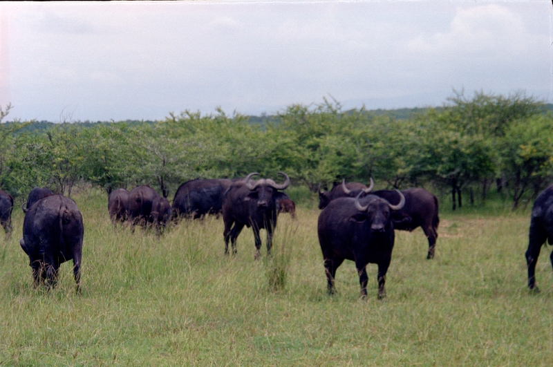 Swaziland Safari