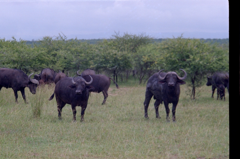 Swaziland Safari