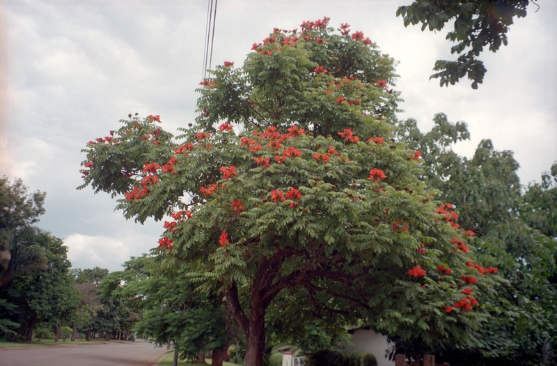 Pretty Fruit Tree (Flamboyant)