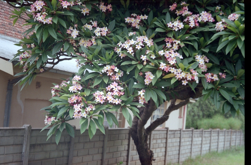 Plumeria Tree