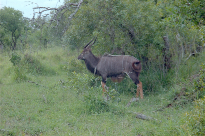 Ibex, Swaziland Safari