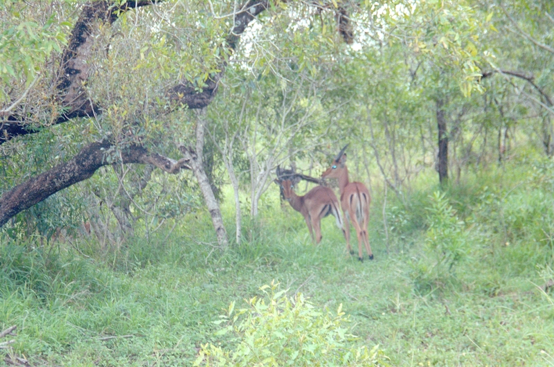 Deer, Swaziland Safari