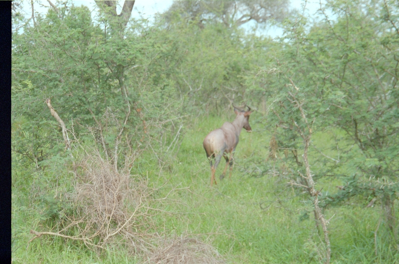 Ibex?, Swaziland Safari