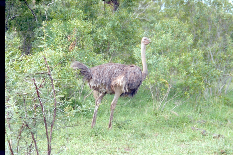 Osterich, Swaziland Safari