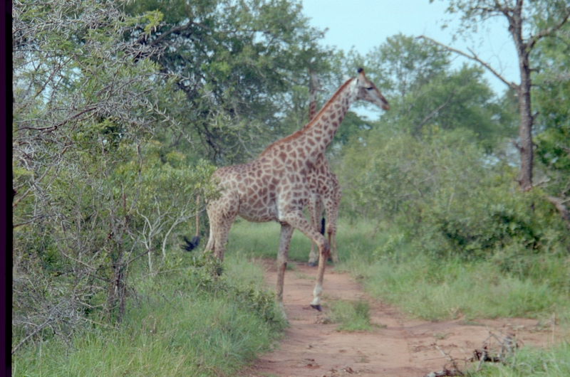 Giraffes, Swaziland Safari