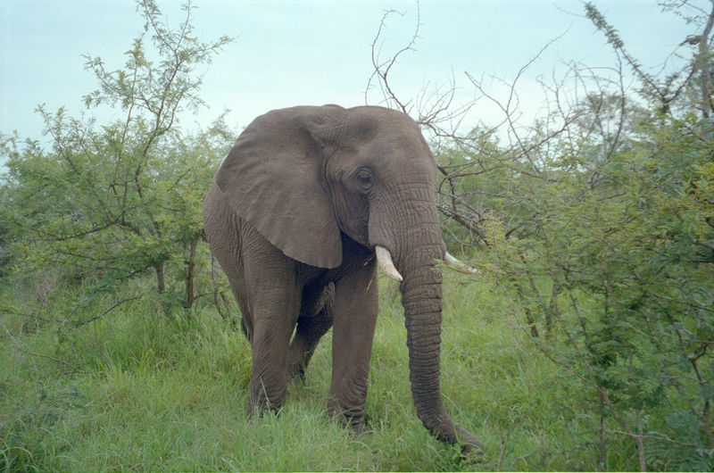 Elephant, Swaziland Safari