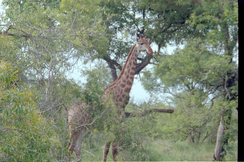 Giraffe, Swaziland Safari