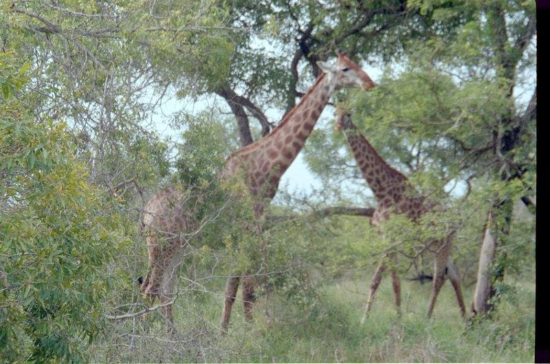 Giraffes, Swaziland Safari