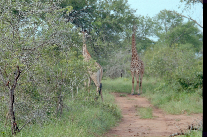 Giraffes, Swaziland Safari