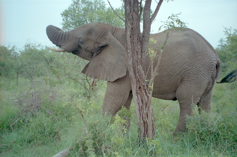 Elephant, Swaziland Safari