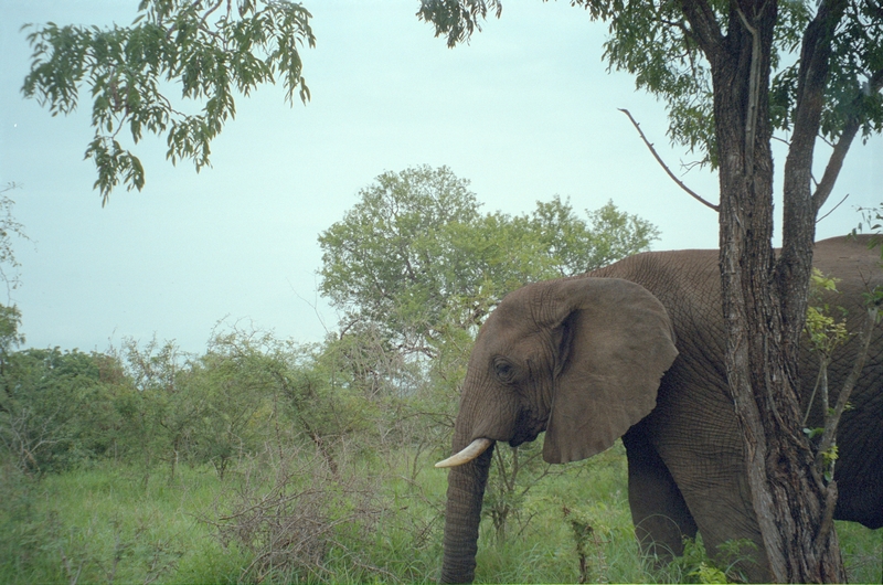 Elephant, Swaziland Safari