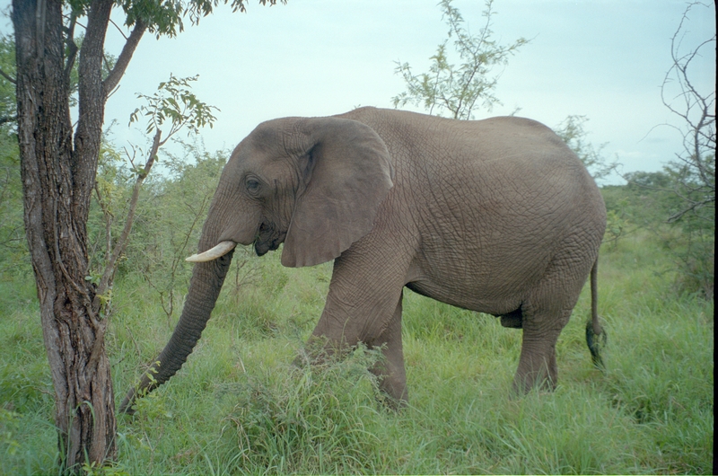 Elephant, Swaziland Safari