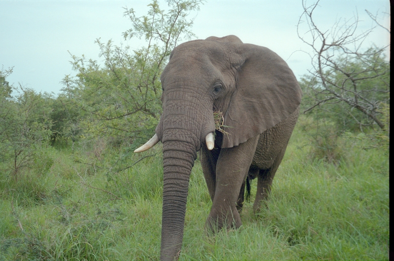 Elephant, Swaziland Safari