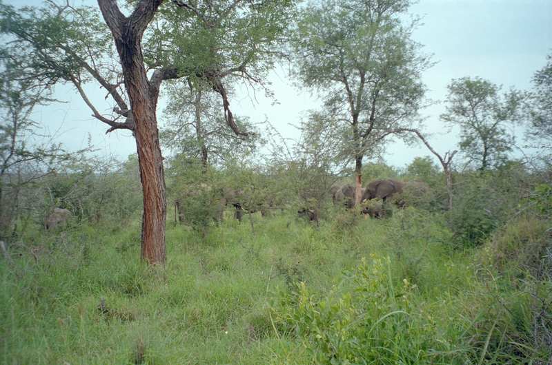 Elephants, Swaziland Safari