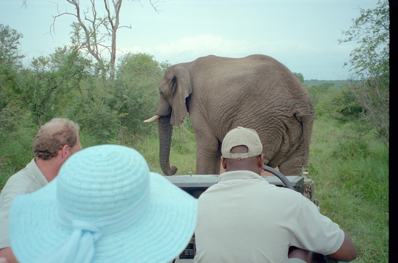 Elephant, Swaziland Safari, Dixons, Jean Colton