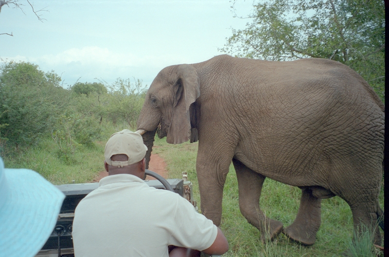 Elephant, Swaziland Safari, Dixons, Jean Colton