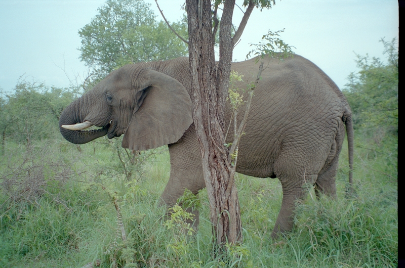 Elephant, Swaziland Safari