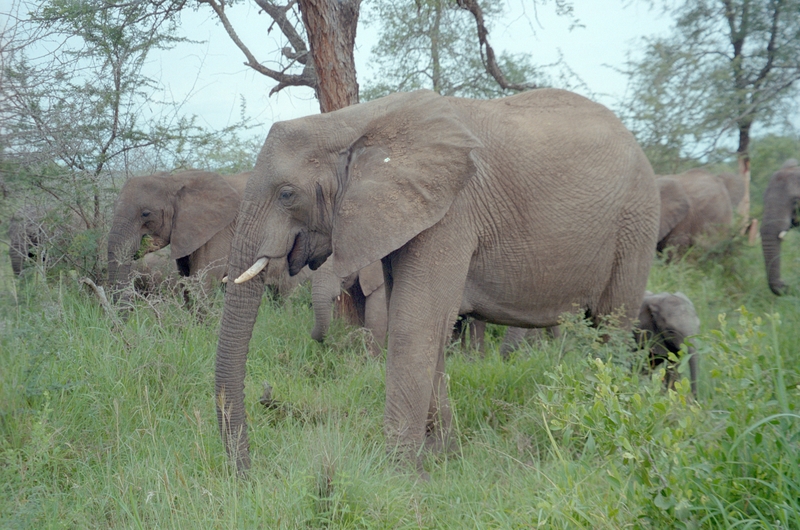 Elephants, Swaziland Safari