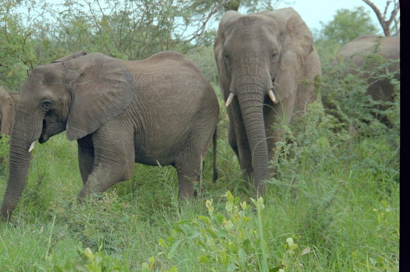 Elephants, Swaziland Safari