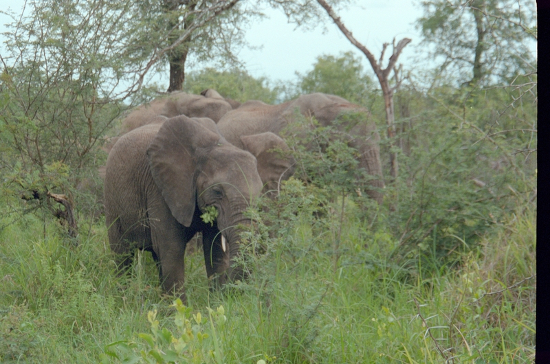 Elephants, Swaziland Safari