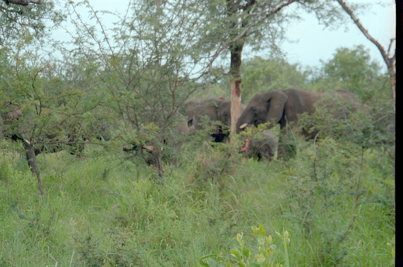 Elephants, Swaziland Safari