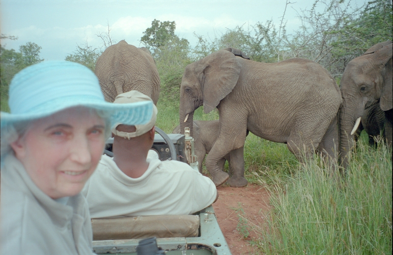 Elephants, Swaziland Safari, Jean Colton