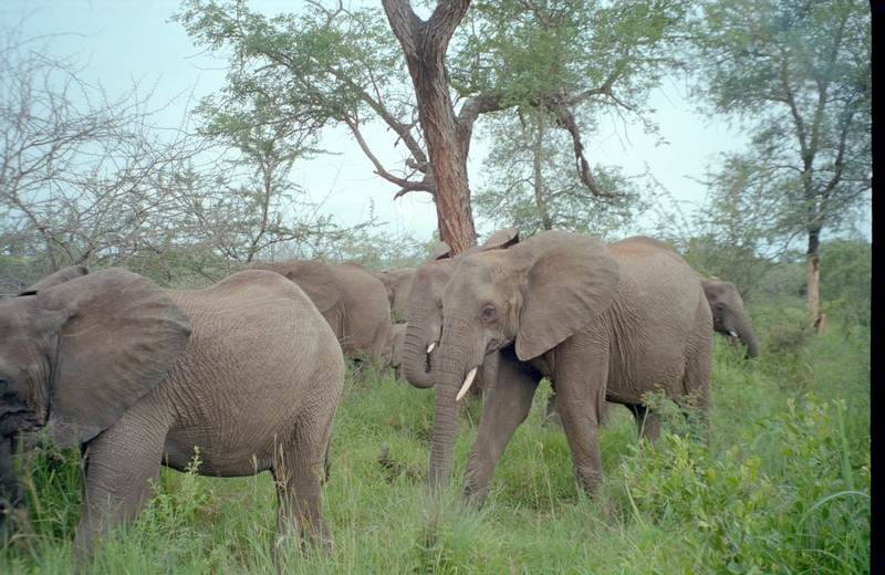 Elephants, Swaziland Safari