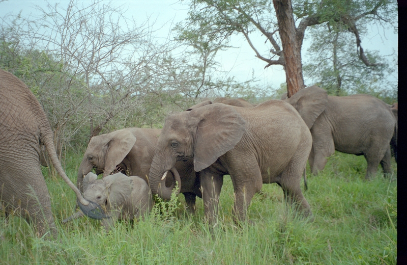 Elephants, Swaziland Safari