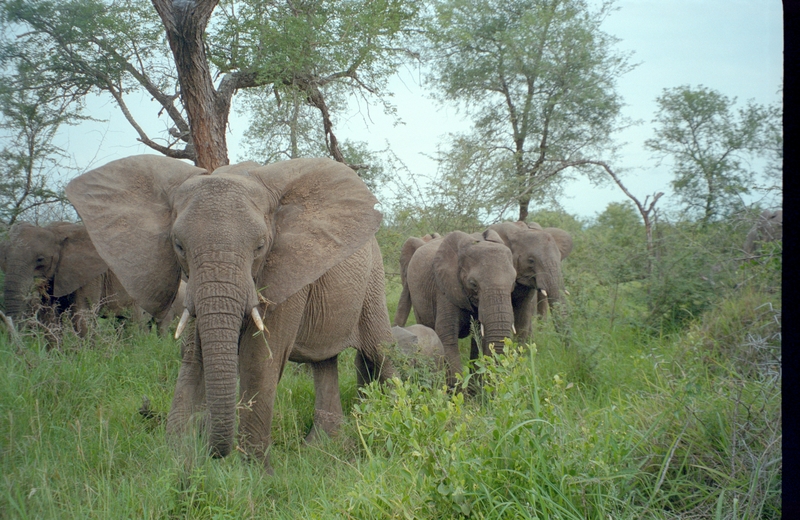 Elephants, Swaziland Safari