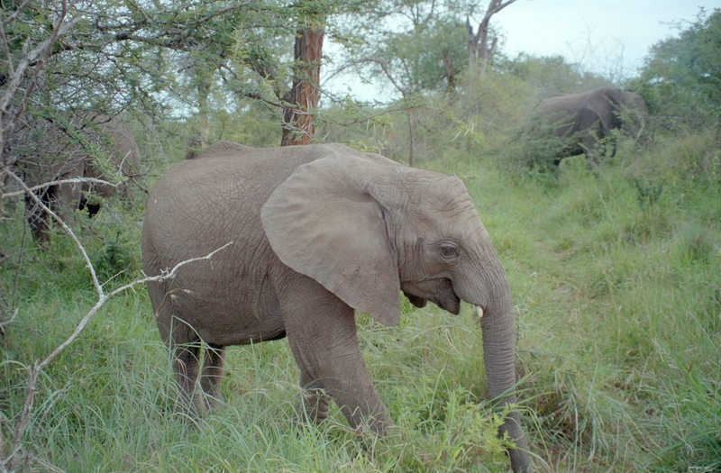 Elephant, Swaziland Safari