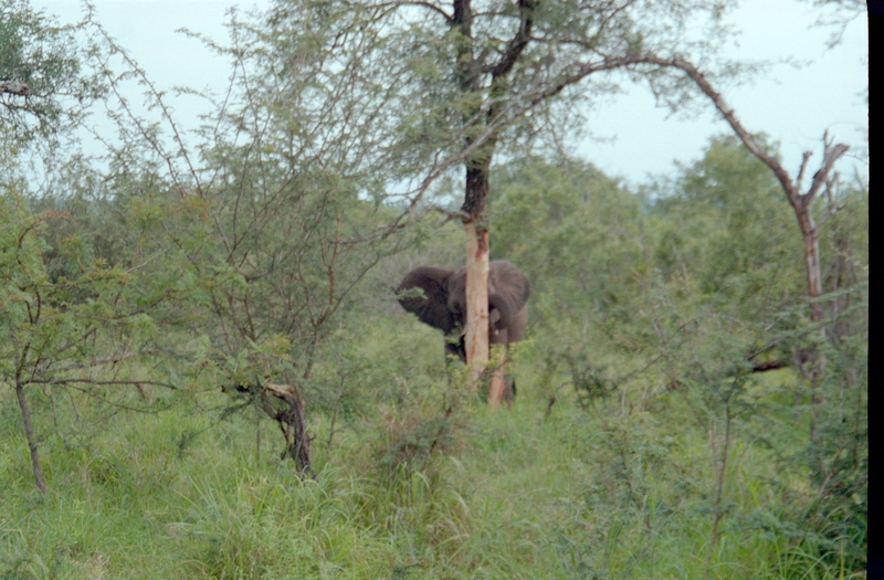 Elephant, Swaziland Safari