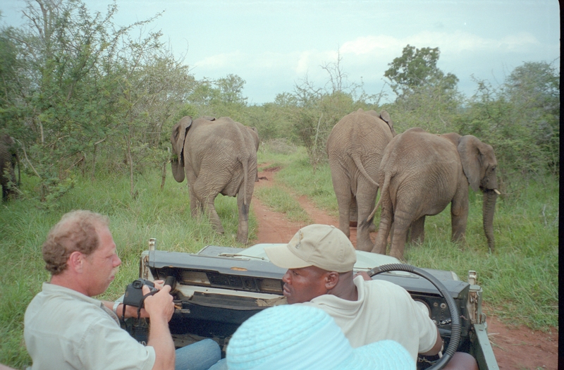 Elephants, Swaziland Safari