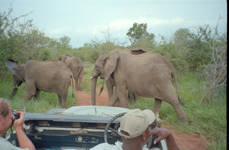 Elephant, Swaziland Safari