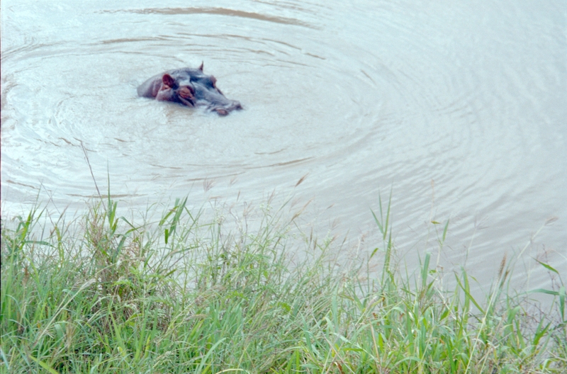 Hippo, Swaziland Safari