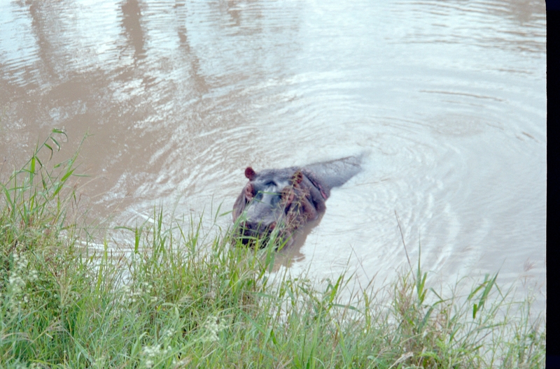 Hippo, Swaziland Safari