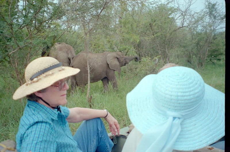 Elephant, Swaziland Safari, Nancy Dixon, Jean Colton