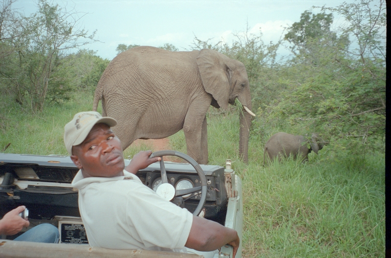 Elephant, Swaziland Safari