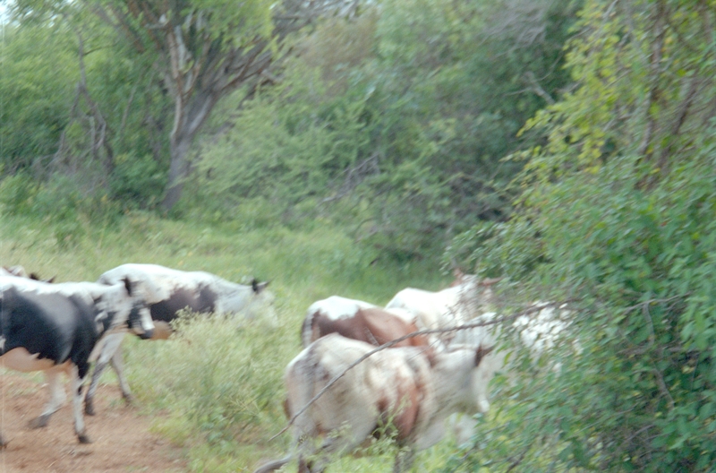 Cattle, Swaziland Safari