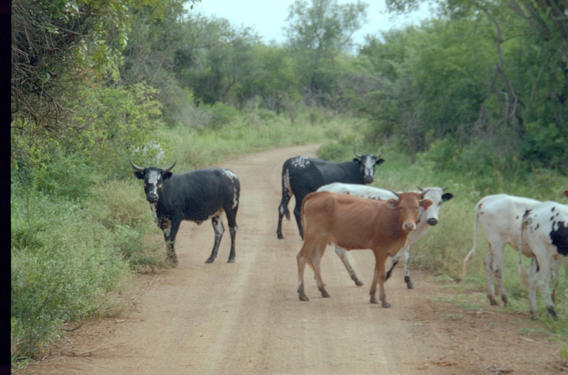 Cattle, Swaziland Safari